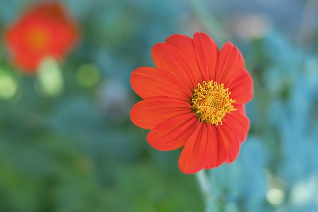 波踏青赏花 波踏青赏花