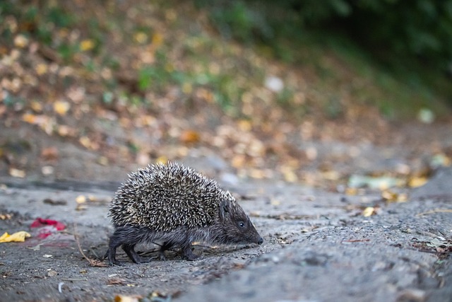 王强夺亚冬会越野滑雪男子个人短距离(传统技术)金牌.